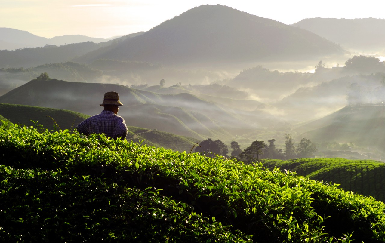 Farmer at Tea Plantation