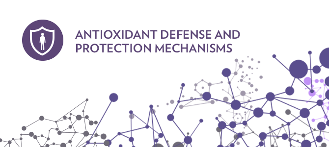 Regulating inflammatory balance with Aging Defense Mechanisms